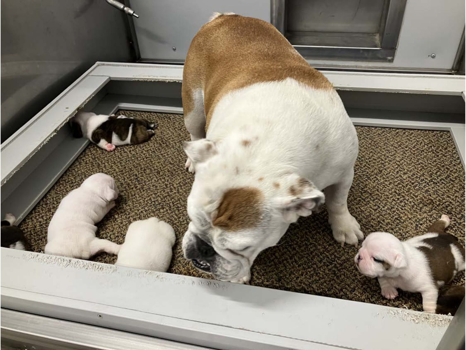 Kennel photograph taken at the Ohio inspection of Jason A Young – Shreve, OH on July 8, 2025, page 3 of the inspection report