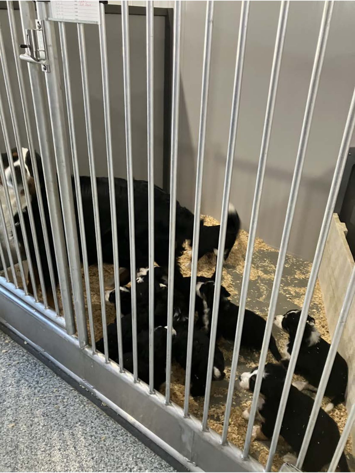 Kennel photograph taken at the Ohio inspection of William F Yoder – Sugarcreek, OH on January 27, 2025, page 3 of the inspection report