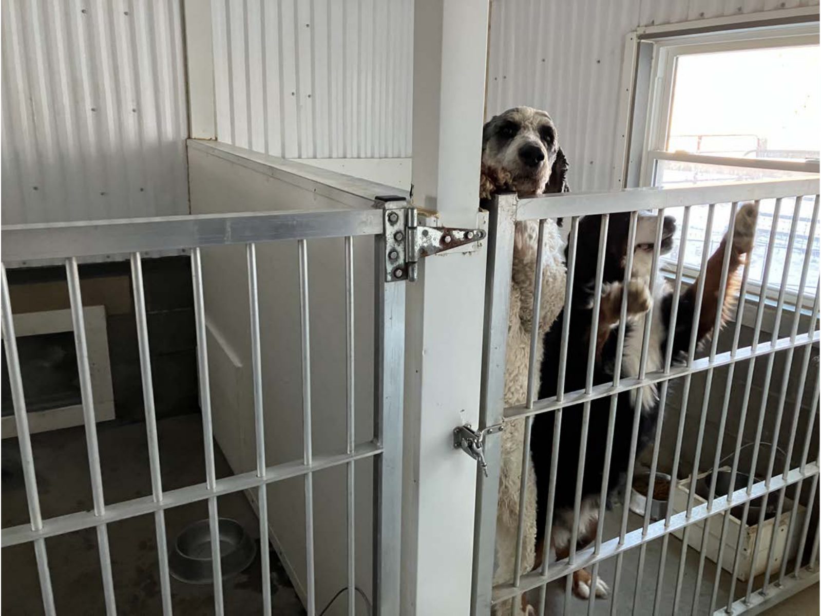 Kennel photograph taken at the Ohio inspection of William F Yoder – Sugarcreek, OH on January 27, 2025, page 2 of the inspection report