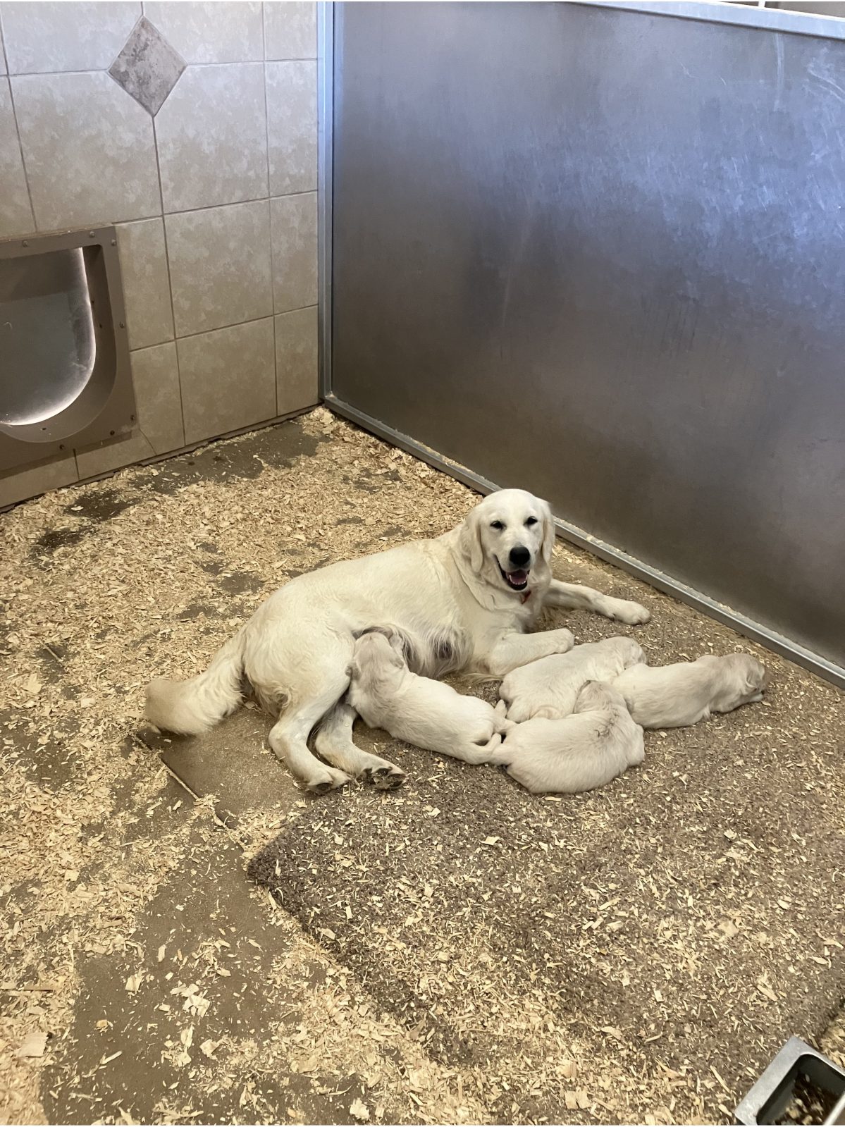 Kennel photograph taken at the Ohio inspection of Jacob Mast – Hearts of Gold Golden Retrievers on October 17, 2025, page 3 of the inspection report