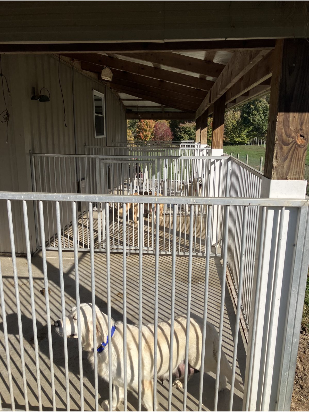 Kennel photograph taken at the Ohio inspection of Jacob Mast – Hearts of Gold Golden Retrievers on October 17, 2025, page 2 of the inspection report