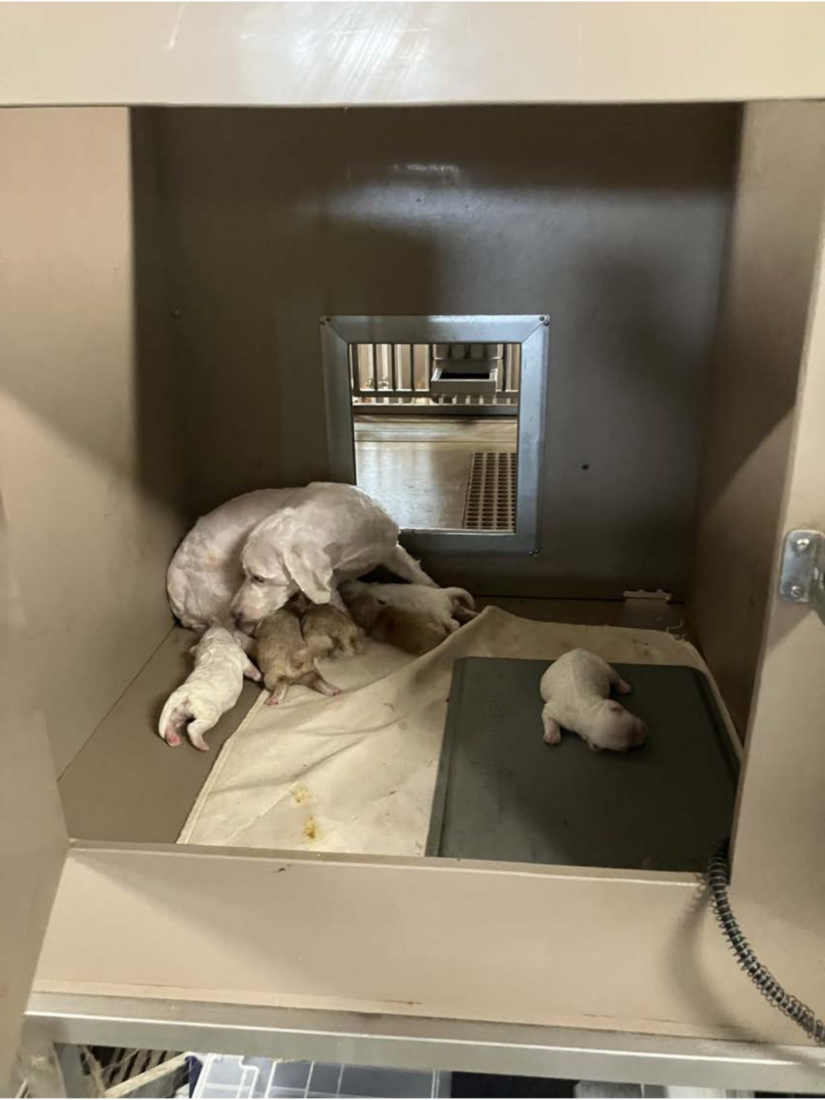 Kennel photograph taken at the Ohio inspection of Mark Johnson – Your New Puppy on July 31, 2025, page 3 of the inspection report