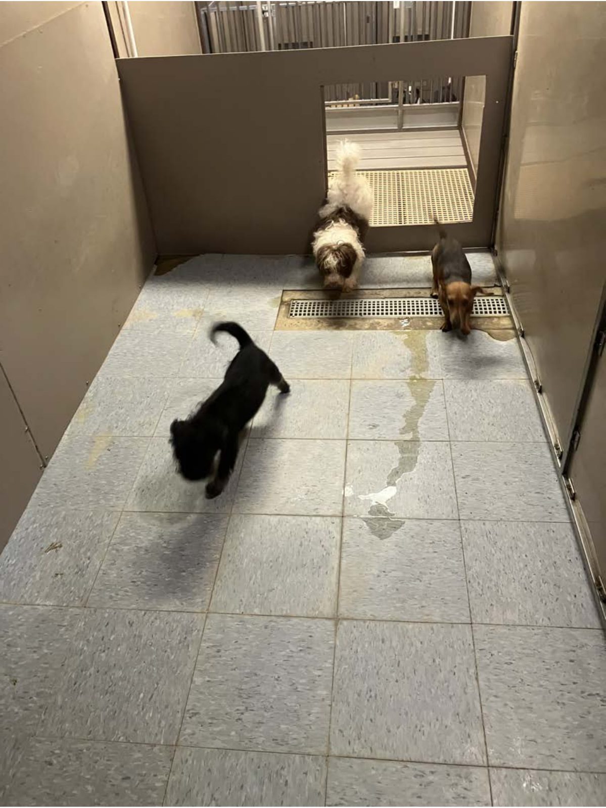 Kennel photograph taken at the Ohio inspection of Mark Johnson – Your New Puppy on July 31, 2025, page 2 of the inspection report