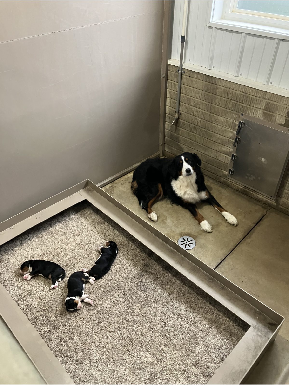 Kennel photograph taken at the Ohio inspection of Christopher R Weaver – Pet My Puppy on November 25, 2025, page 3 of the inspection report