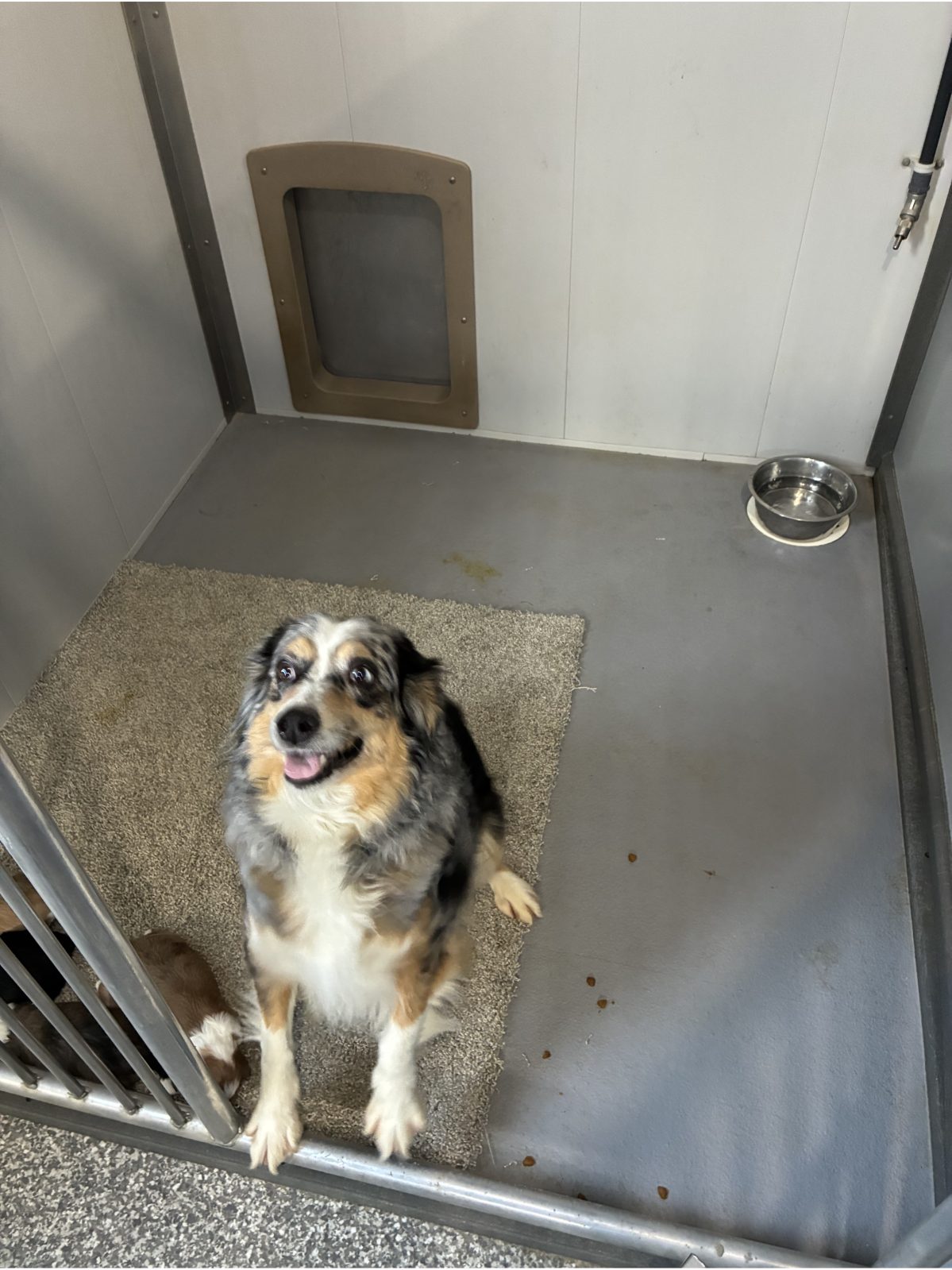 Kennel photograph taken at the Ohio inspection of Albert A Troyer – Fresno, OH on February 26, 2026, page 3 of the inspection report