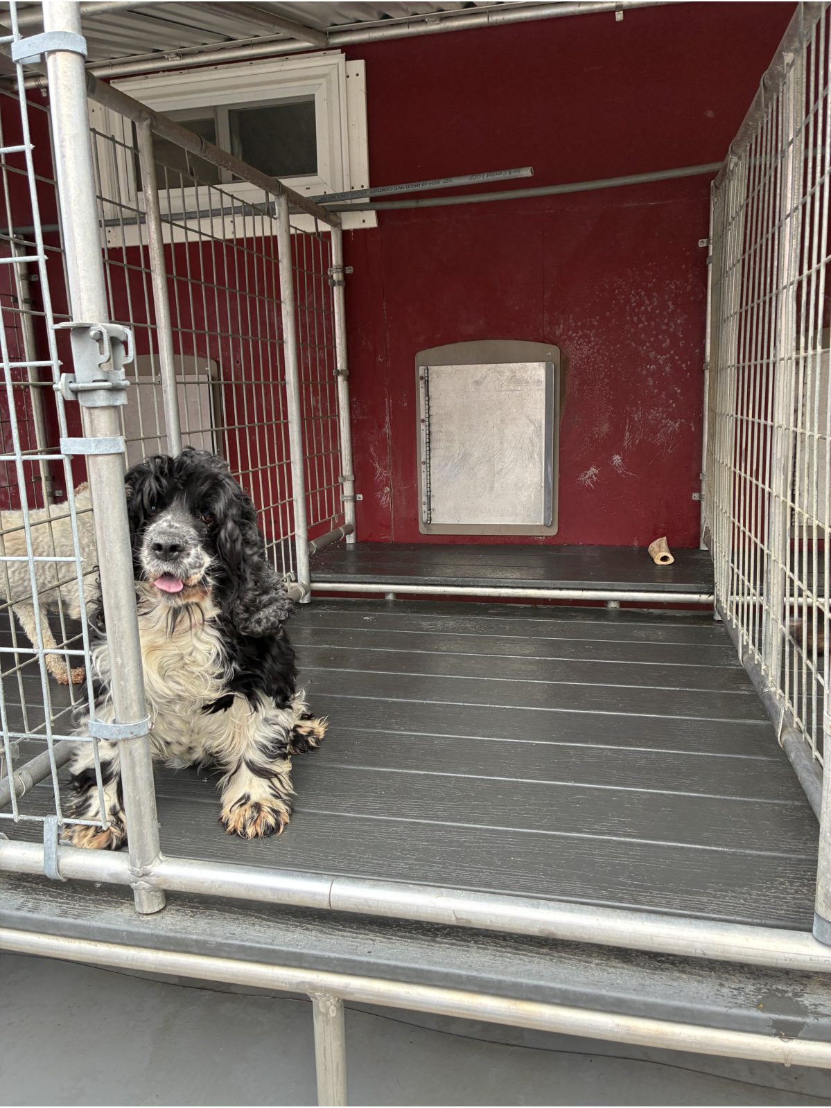 Kennel photograph taken at the Ohio inspection of Albert A Troyer – Fresno, OH on February 26, 2026, page 2 of the inspection report