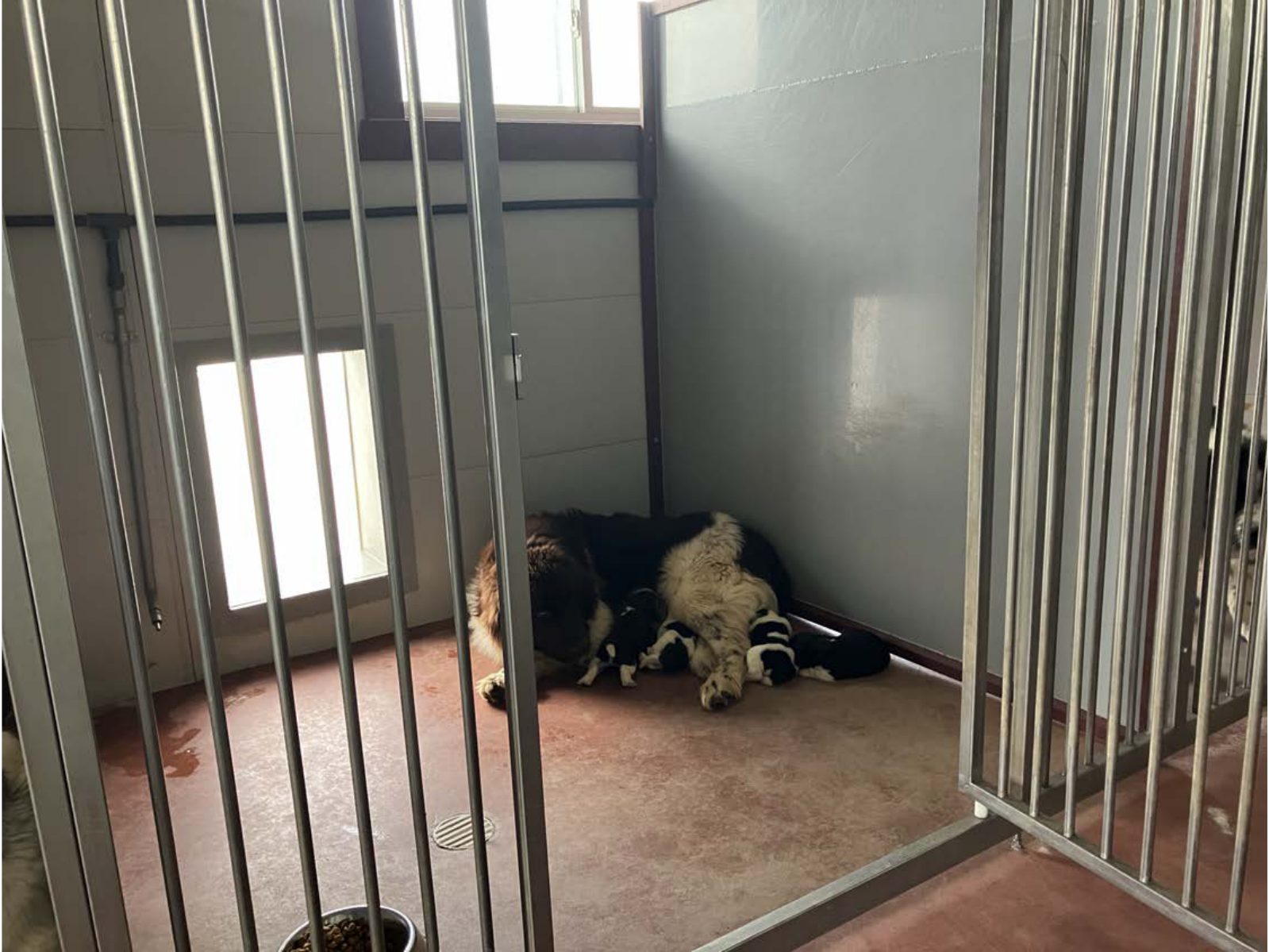 Kennel photograph taken at the Ohio inspection of Neva A Schlabach – Sugarcreek, OH on April 8, 2025, page 3 of the inspection report
