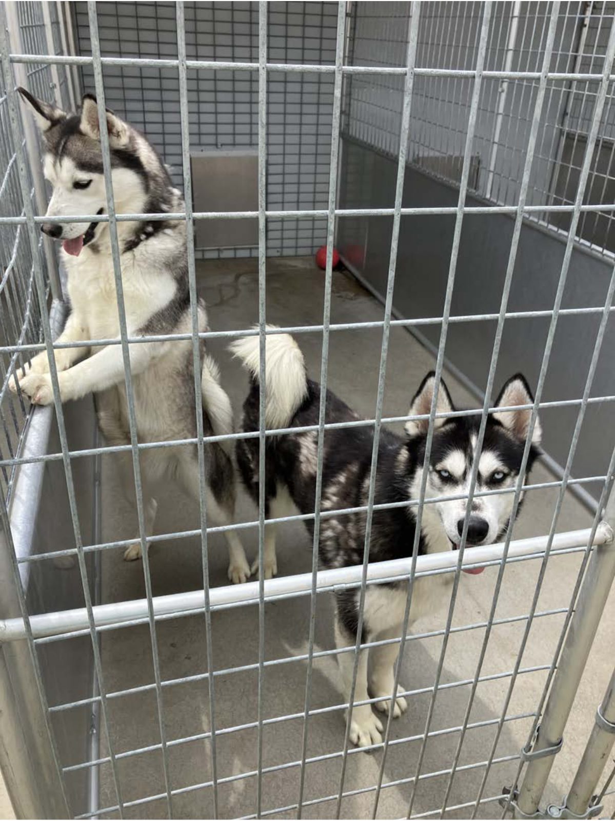 Kennel photograph taken at the Ohio inspection of Noah R Yoder – Whispering Brook Kennel on April 29, 2025, page 2 of the inspection report