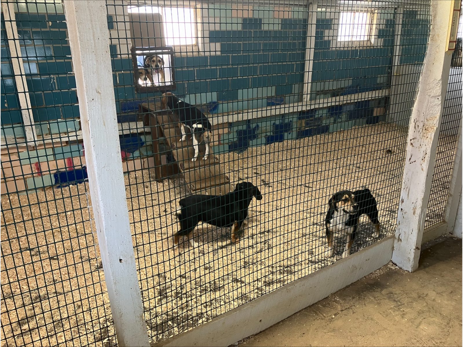 Kennel photograph taken at the Ohio inspection of Gertie J Miller – Baltic, OH on October 31, 2024, page 3 of the inspection report
