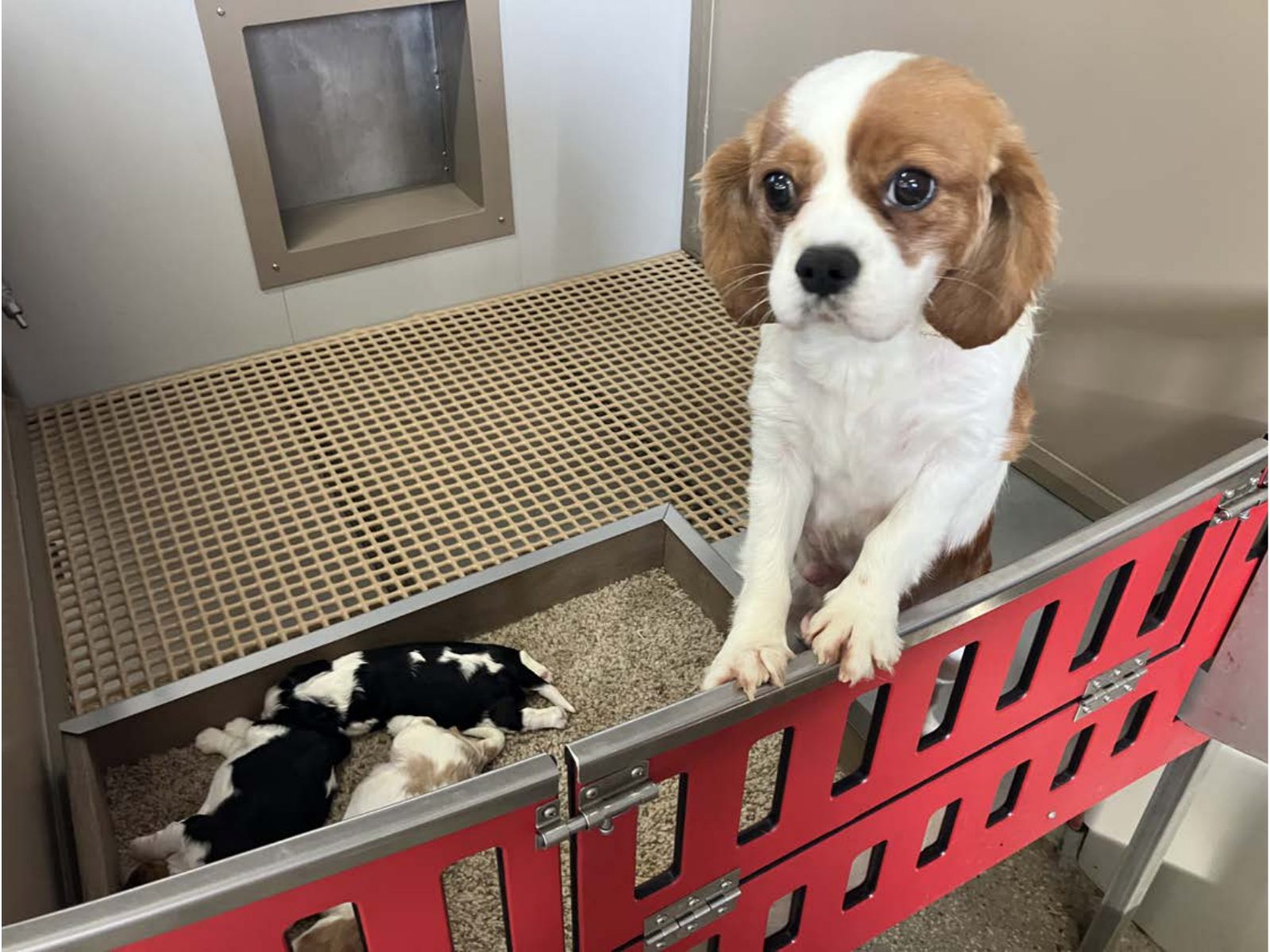 Kennel photograph taken at the Ohio inspection of Reuben A Yoder – Blue Gold Pups on March 14, 2025, page 2 of the inspection report