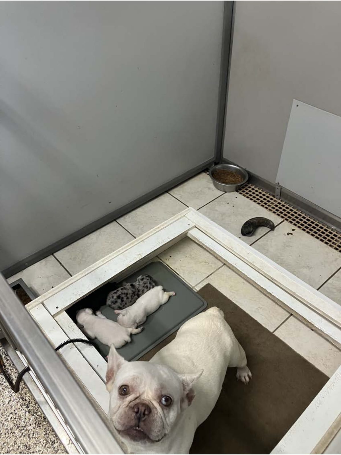 Kennel photograph taken at the Ohio inspection of Andy Y Hostetler – Holmes Kennel on September 4, 2025, page 2 of the inspection report