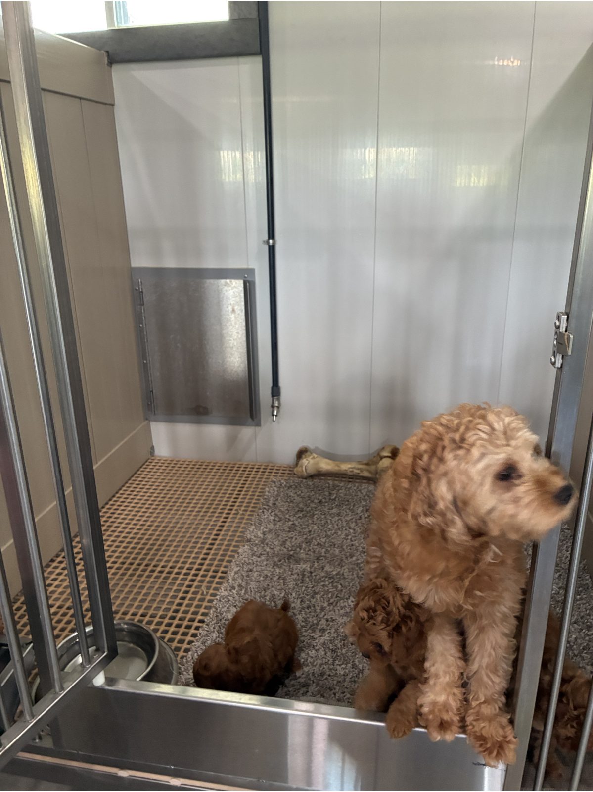 Kennel photograph taken at the Ohio inspection of Reuben Erb – Sugarcreek, OH on June 5, 2026, page 2 of the inspection report
