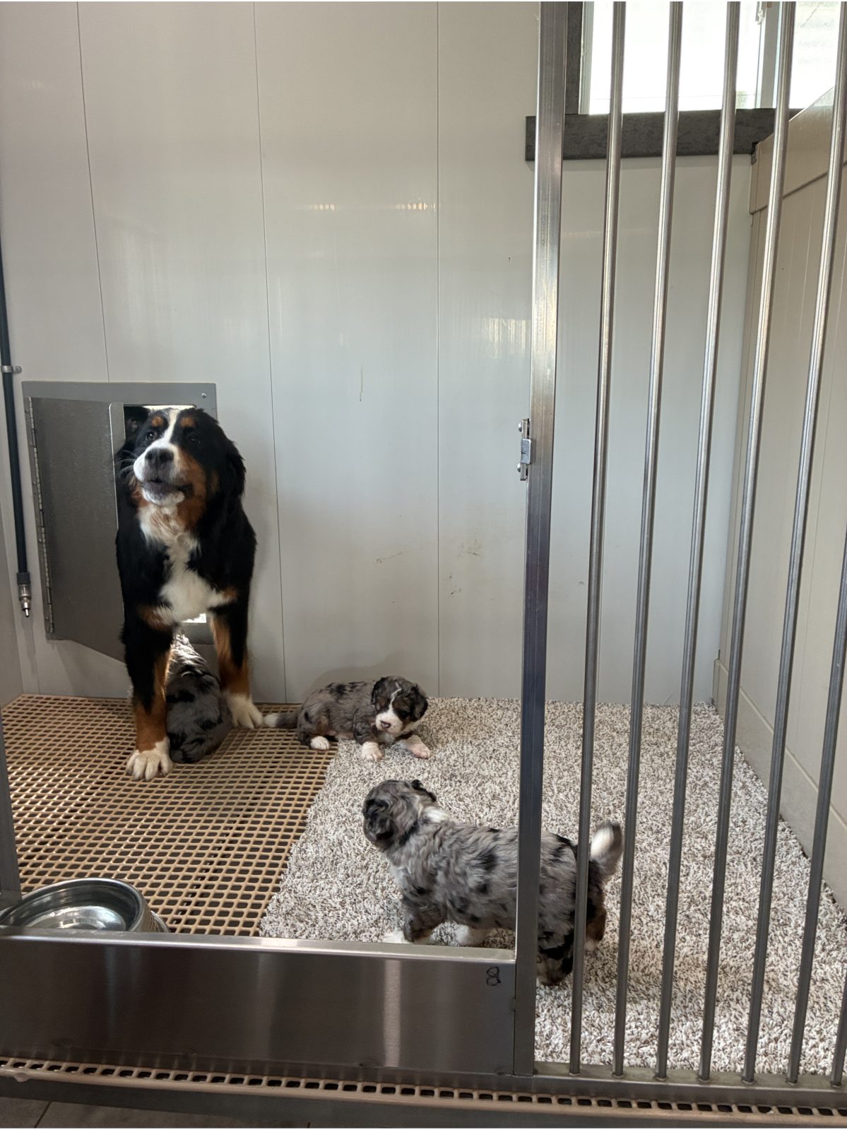 Kennel photograph taken at the Ohio inspection of Reuben Erb – Sugarcreek, OH on June 5, 2026, page 3 of the inspection report