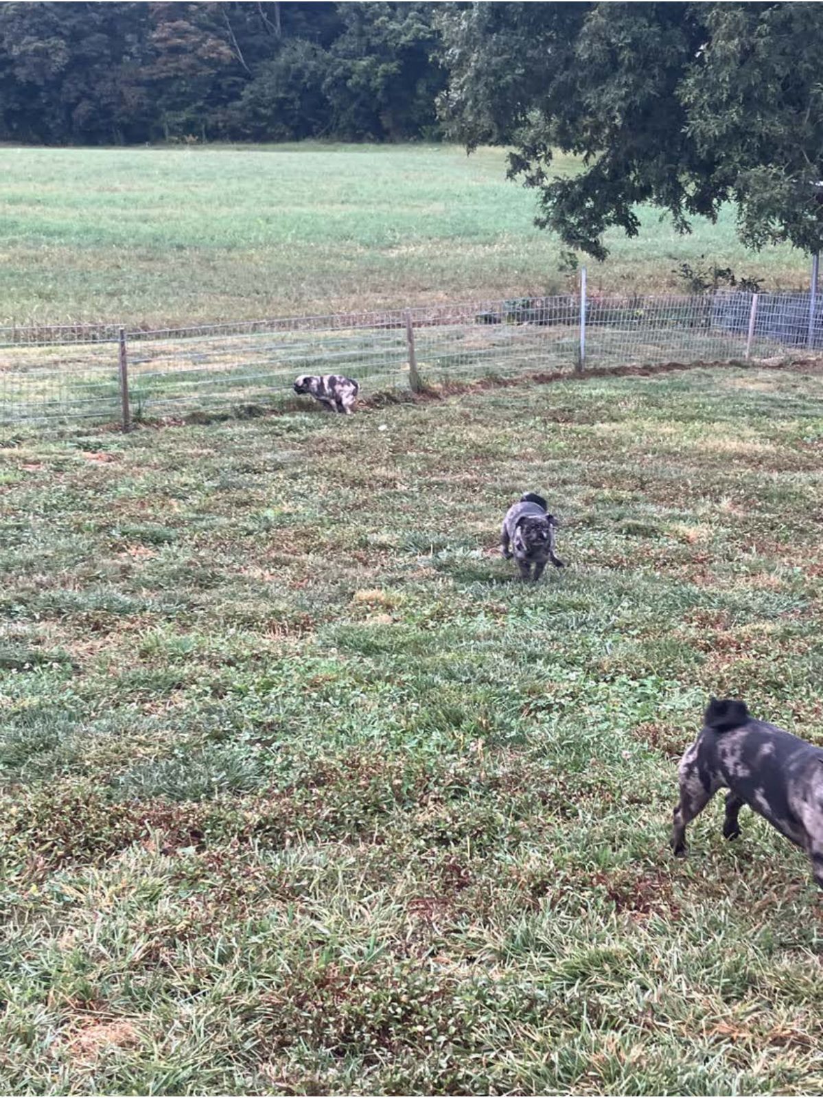 Kennel photograph taken at the Ohio inspection of Andy Y Hostetler – Holmes Kennel on September 4, 2025, page 3 of the inspection report