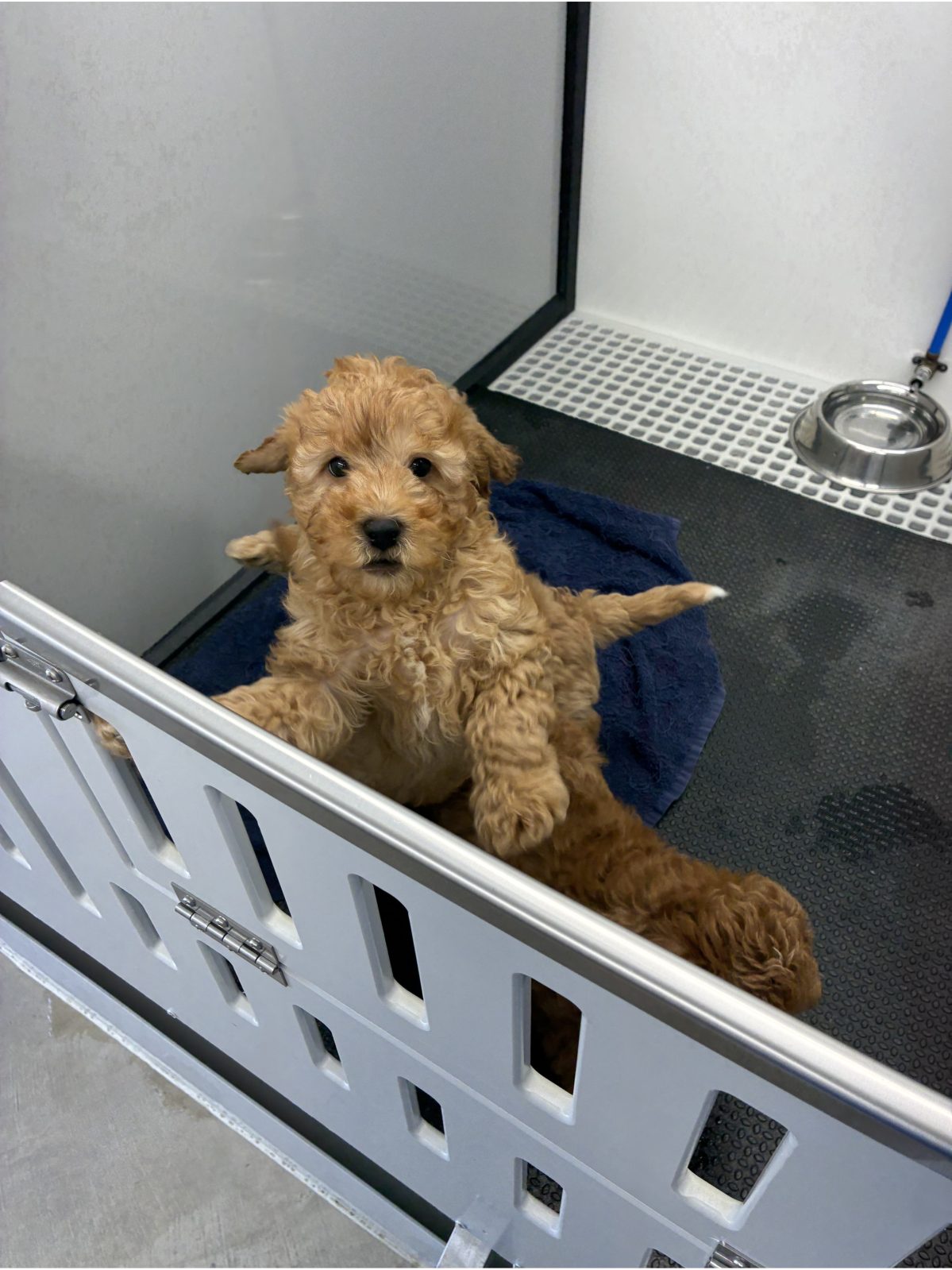 Kennel photograph taken at the Ohio inspection of Benjamin Weaver – Beach City, OH on June 3, 2026, page 2 of the inspection report