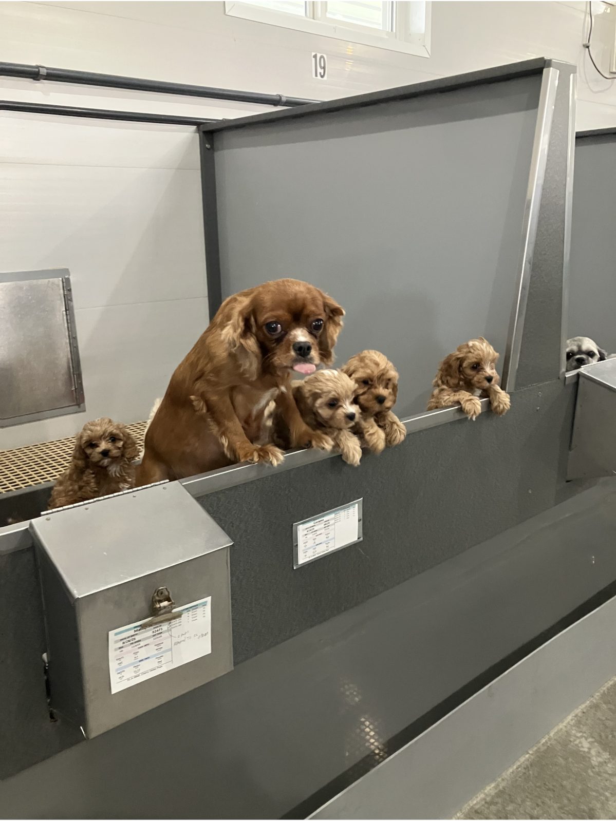 Kennel photograph taken at the Ohio inspection of Ivan R Raber – Cherry Valley Pups on November 19, 2025, page 3 of the inspection report