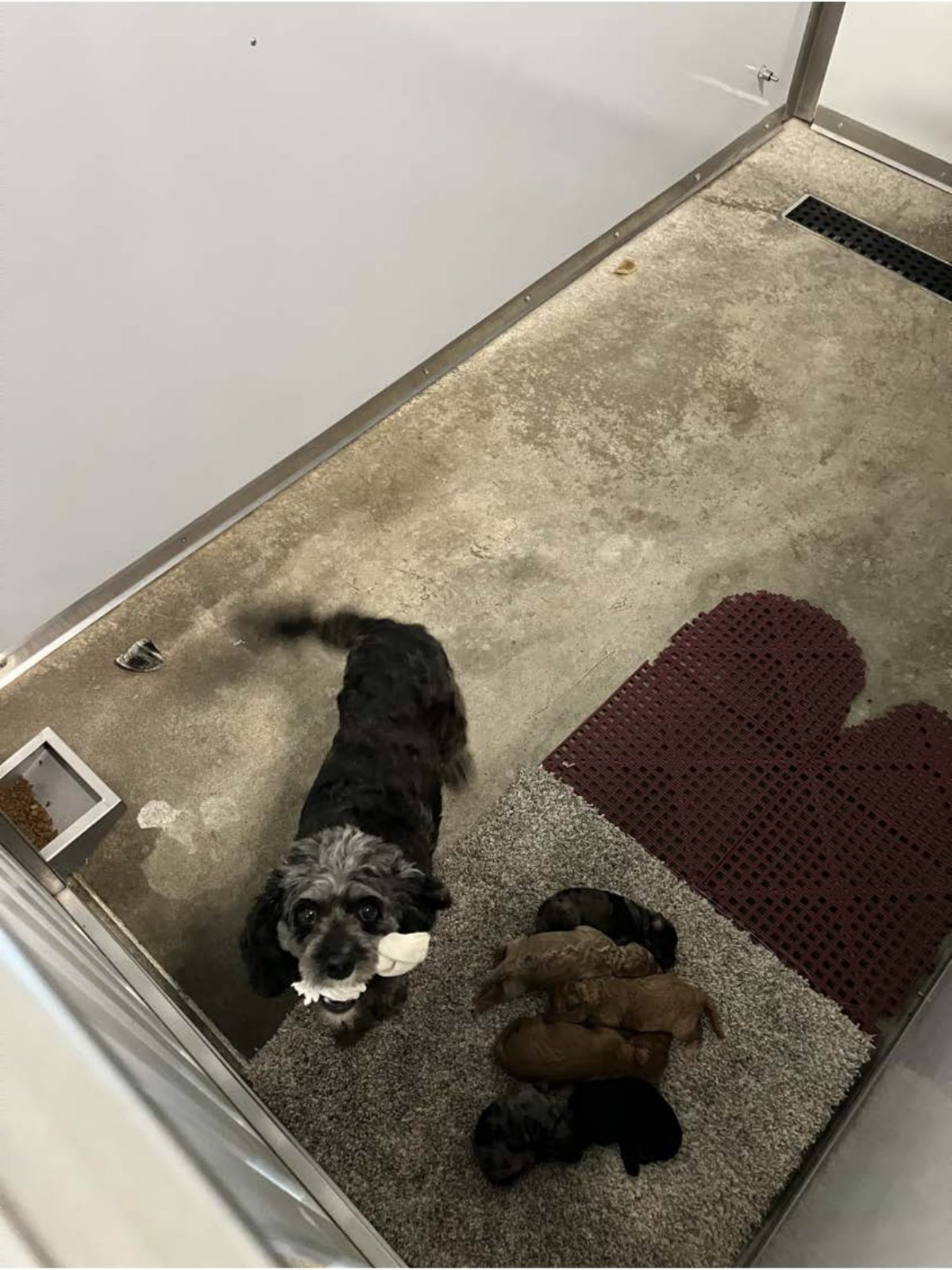 Kennel photograph taken at the Ohio inspection of Duane Miller – Skyline Puppies on August 26, 2025, page 3 of the inspection report