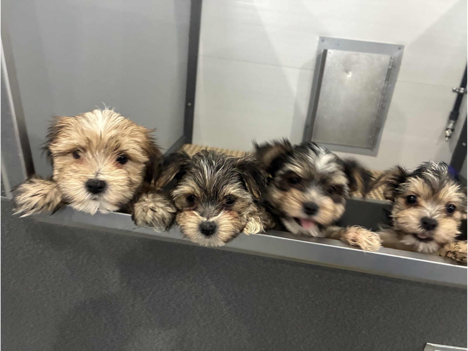 Kennel photograph taken at the Ohio inspection of Ivan R Raber – Cherry Valley Pups on March 17, 2026, page 2 of the inspection report
