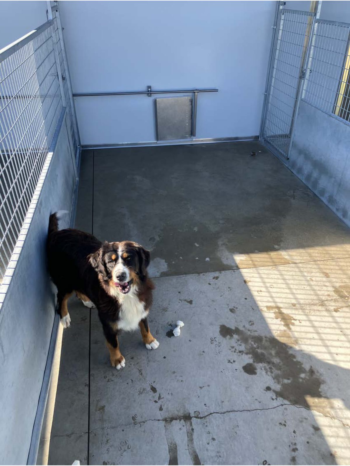 Kennel photograph taken at the Ohio inspection of Duane Miller – Skyline Puppies on August 26, 2025, page 2 of the inspection report