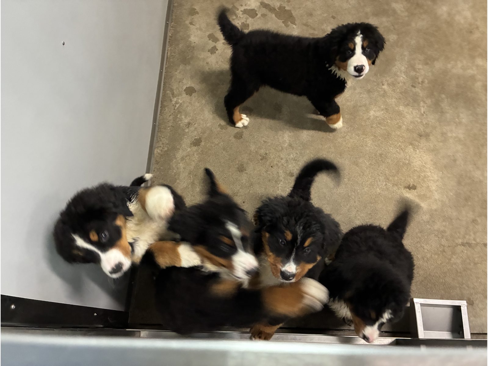 Kennel photograph taken at the Ohio inspection of Duane Miller – Skyline Puppies on June 22, 2026, page 3 of the inspection report