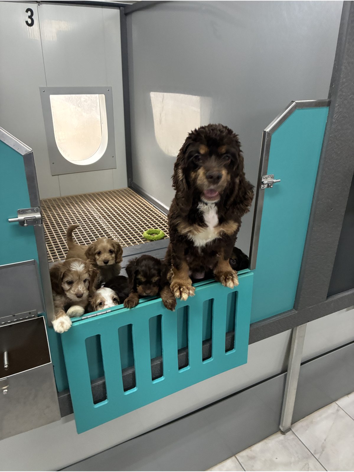 Kennel photograph taken at the Ohio inspection of Freeman E Barkman – Rvalley Pets on March 27, 2026, page 2 of the inspection report