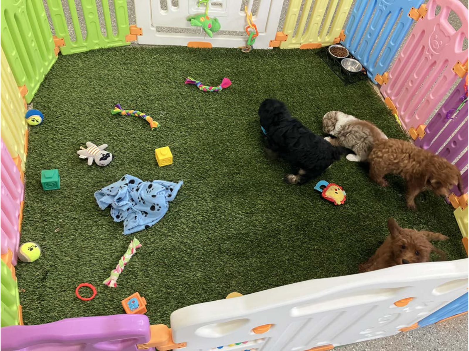 Kennel photograph taken at the Ohio inspection of Dennis L Yoder – Sunshine Ridge Puppies on July 31, 2025, page 3 of the inspection report