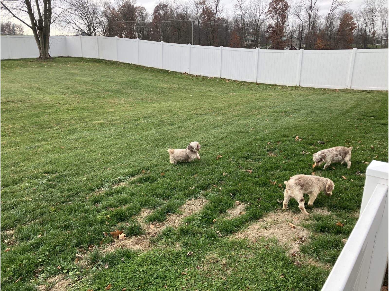 Kennel photograph taken at the Ohio inspection of Ivan R Raber – Cherry Valley Pups on November 19, 2025, page 4 of the inspection report