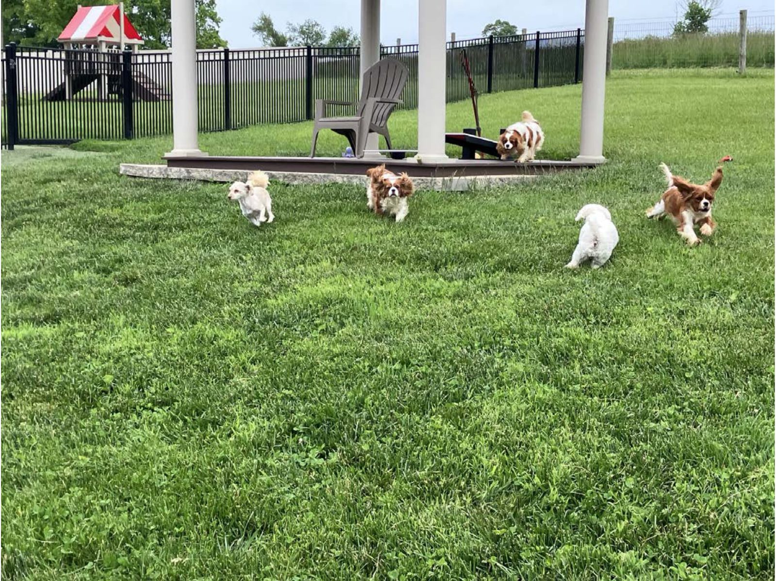 Kennel photograph taken at the Ohio inspection of Henry S Raber – Four Paws on May 27, 2025, page 3 of the inspection report