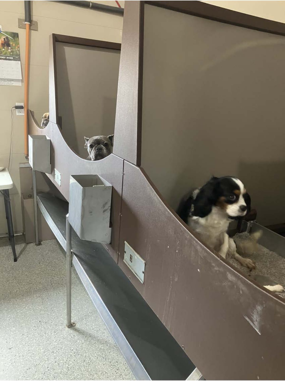 Kennel photograph taken at the Ohio inspection of Joseph Yoder – Pawtential Puppies on February 3, 2025, page 3 of the inspection report