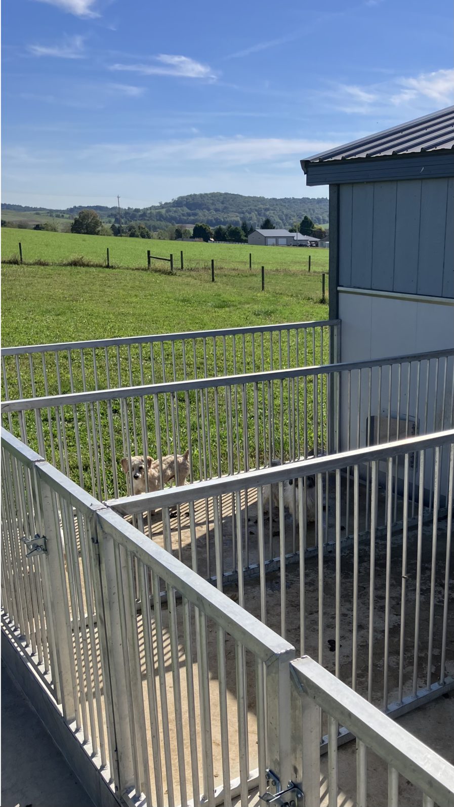 Kennel photograph taken at the Ohio inspection of Marion D Miller – Dundee, OH on October 2, 2025, page 4 of the inspection report