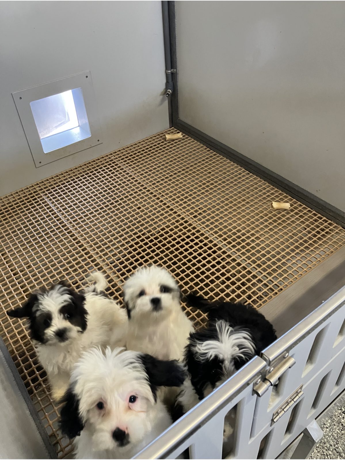 Kennel photograph taken at the Ohio inspection of Marion D Miller – Dundee, OH on October 2, 2025, page 3 of the inspection report