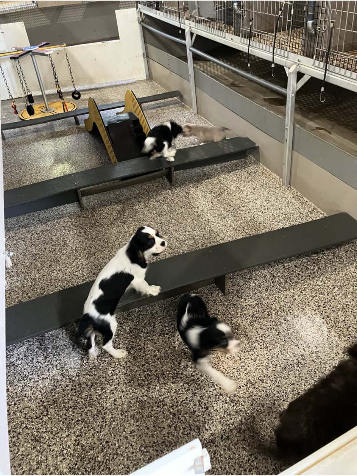 Kennel photograph taken at the Ohio inspection of Dennis M Mast – Alpine Lane Paws on September 30, 2025, page 2 of the inspection report