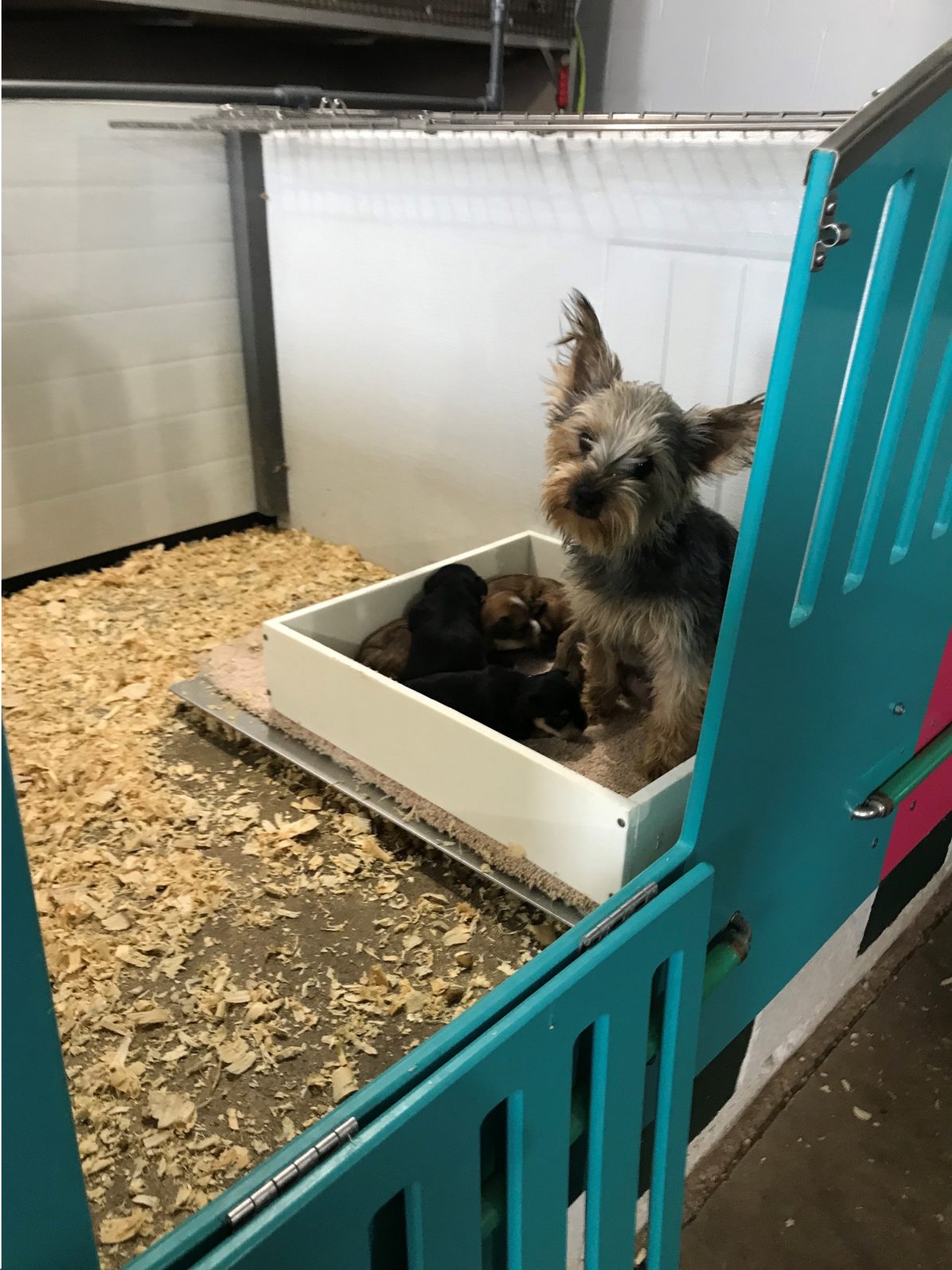 Kennel photograph taken at the Ohio inspection of Reuben H Troyer – Baltic, OH on December 4, 2025, page 3 of the inspection report