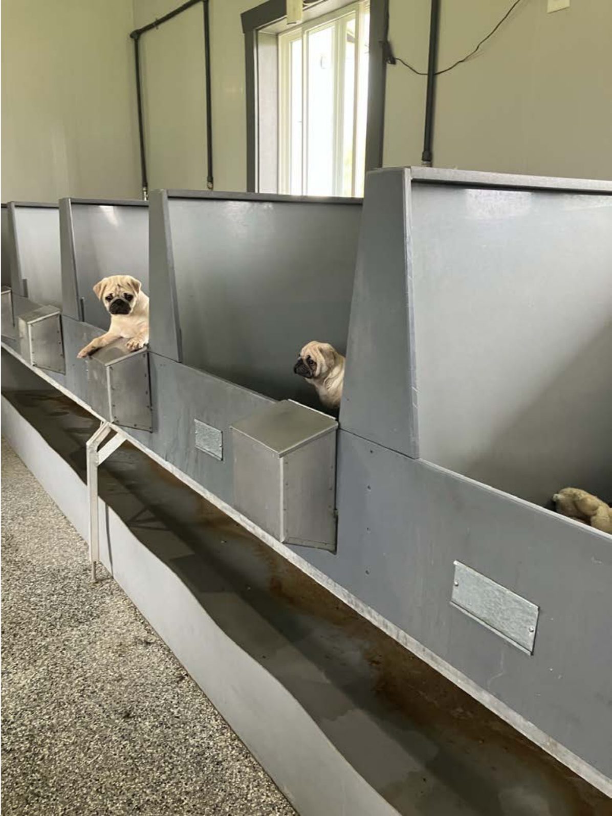 Kennel photograph taken at the Ohio inspection of David L Miller – Creekside K9s on May 13, 2025, page 2 of the inspection report