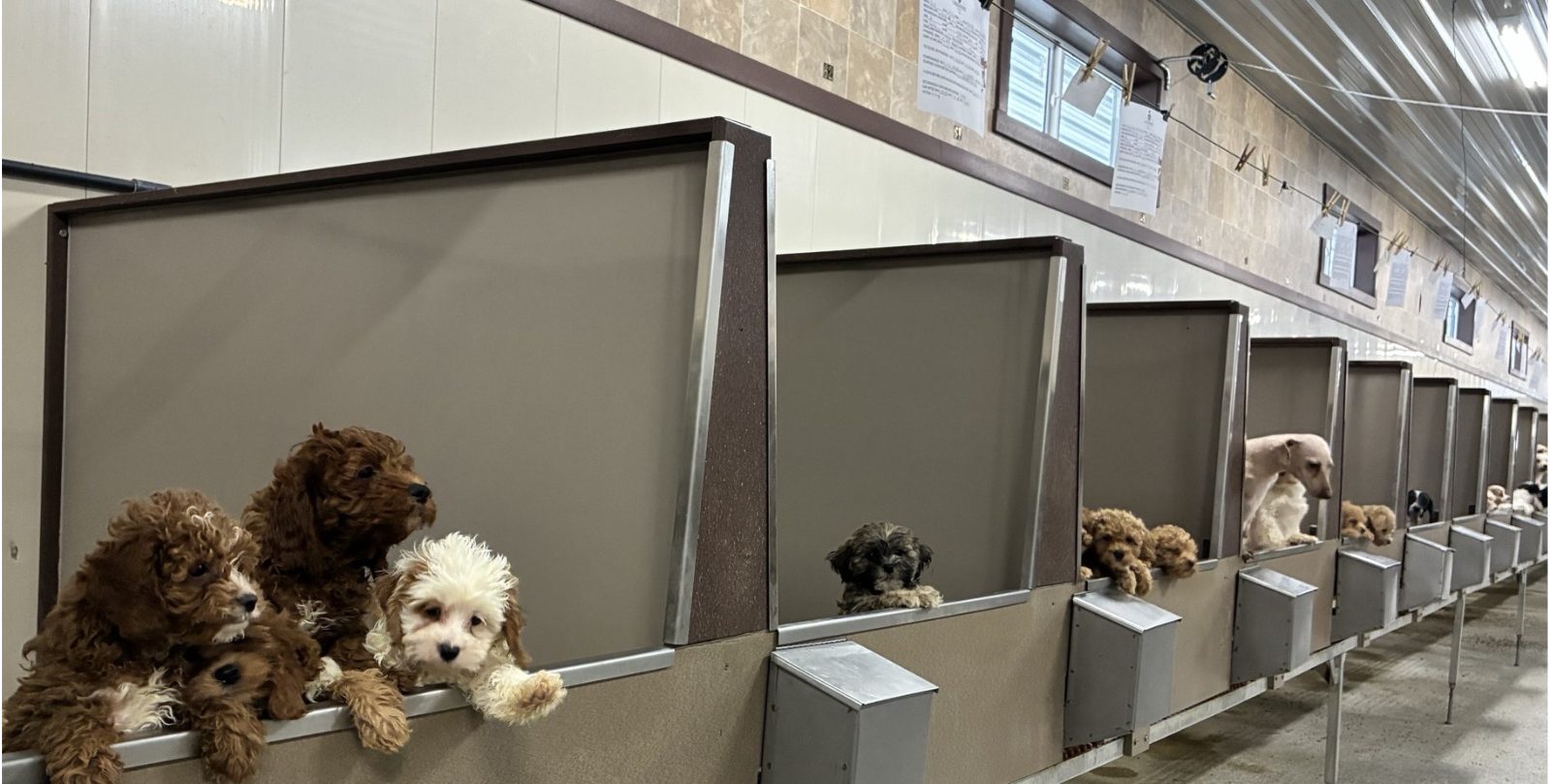 Kennel photograph taken at the Ohio inspection of Roy L Yoder – Breezy Knoll Acres on February 23, 2026, page 3 of the inspection report