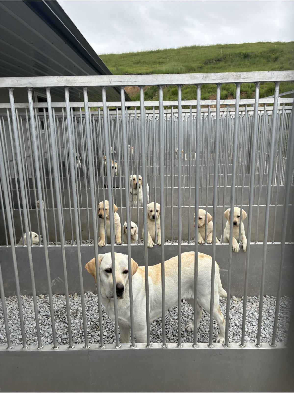 Kennel photograph taken at the Ohio inspection of Steven Beachy – Dundee, OH on May 22, 2026, page 2 of the inspection report