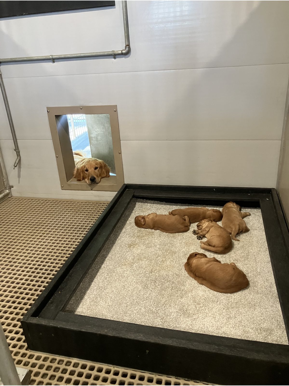 Kennel photograph taken at the Ohio inspection of Dwayne E Yoder – DL Canines on October 3, 2025, page 3 of the inspection report