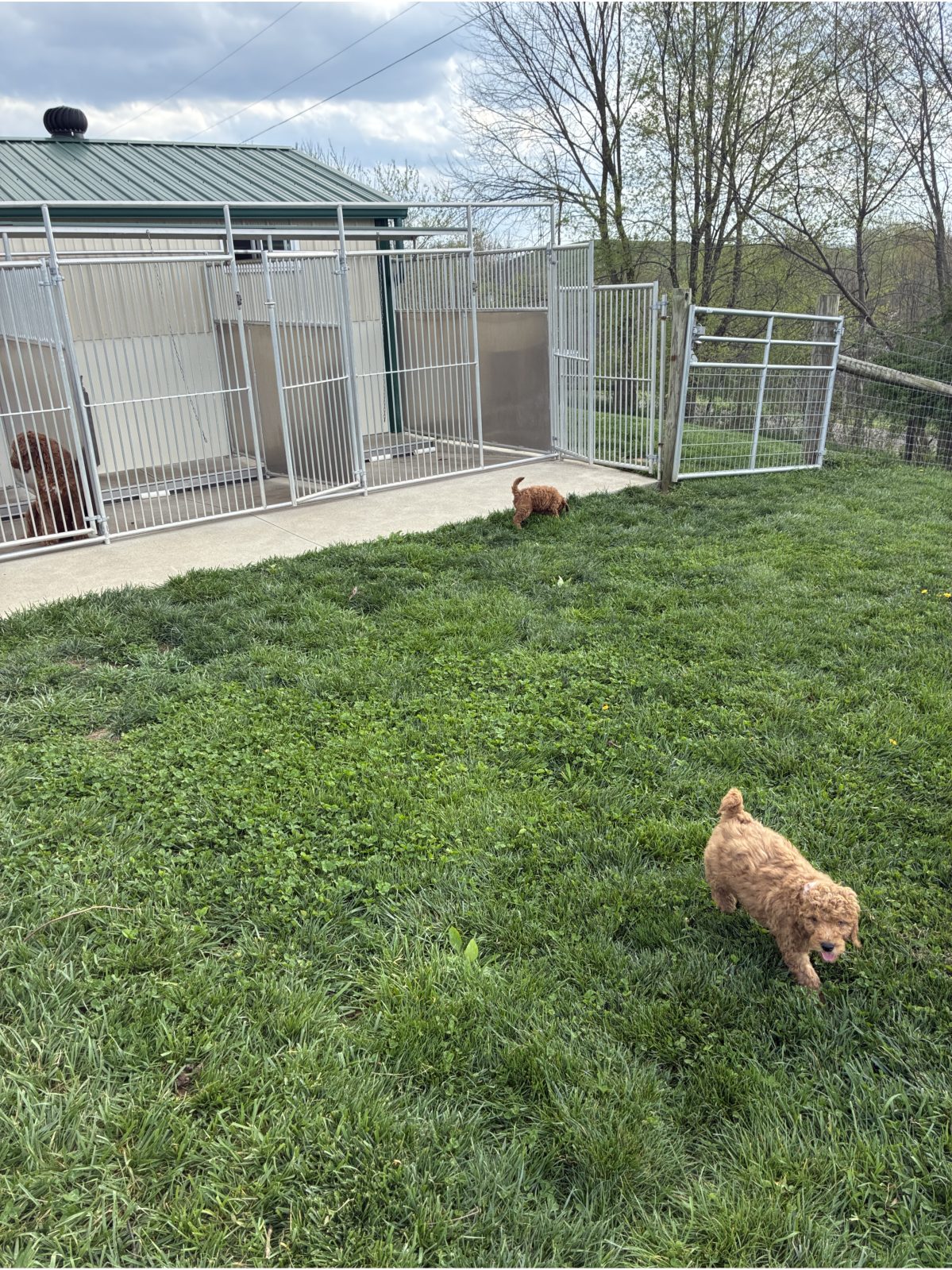 Kennel photograph taken at the Ohio inspection of Ivan J Yoder – Evans Creek Kennel on April 15, 2026, page 2 of the inspection report