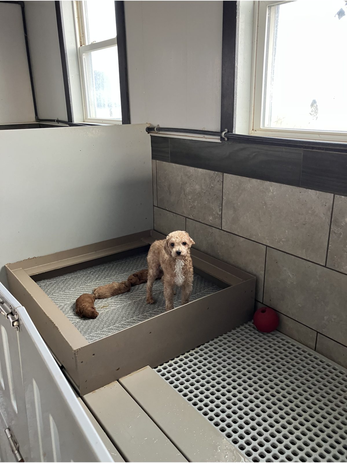 Kennel photograph taken at the Ohio inspection of Andy L Troyer – Little Paws on November 14, 2025, page 3 of the inspection report
