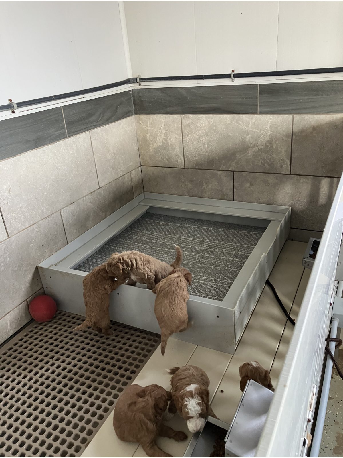 Kennel photograph taken at the Ohio inspection of Andy L Troyer – Little Paws on November 14, 2025, page 4 of the inspection report