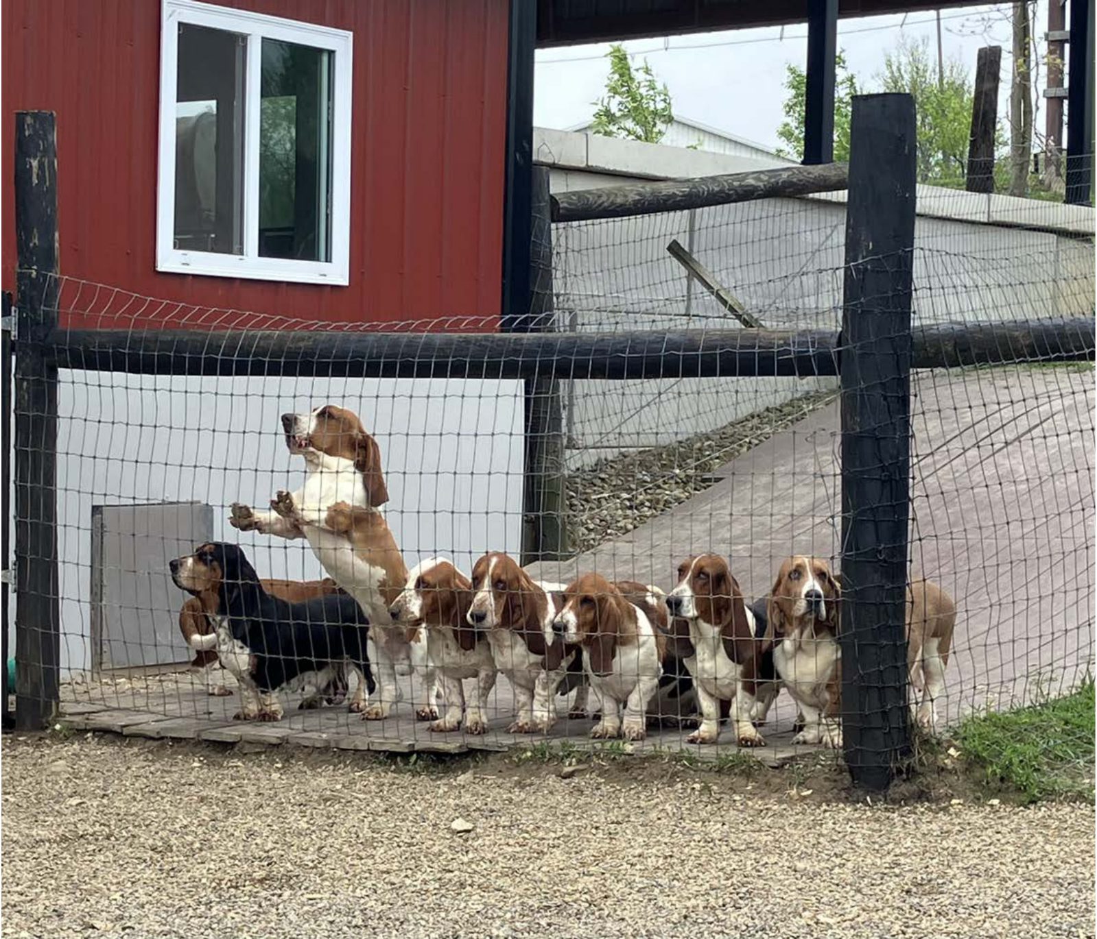 Kennel photograph taken at the Ohio inspection of David J Schlabach – Millersburg, OH on May 8, 2025, page 2 of the inspection report