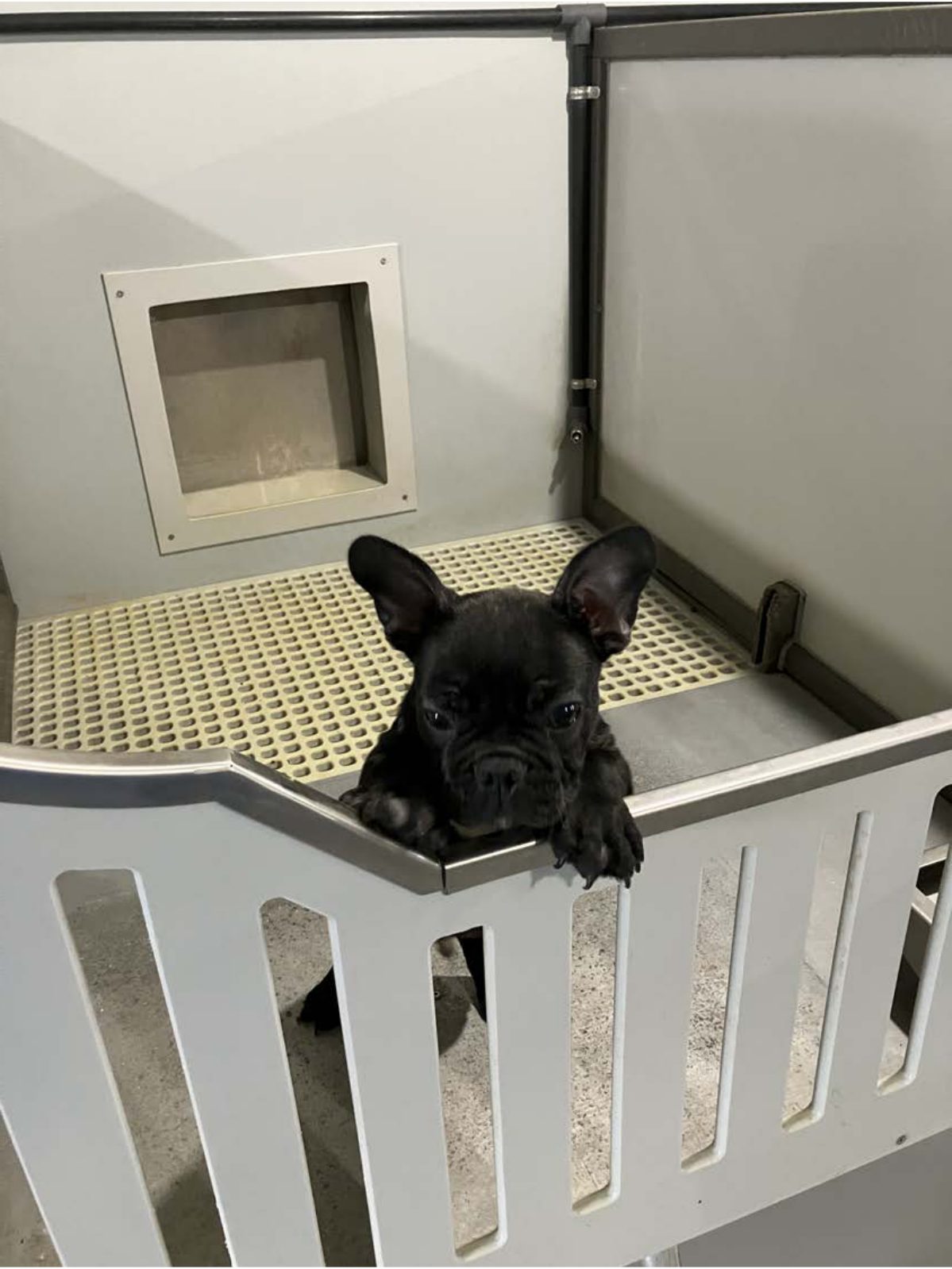 Kennel photograph taken at the Ohio inspection of Wayne A Keim – Millersburg, OH on August 21, 2025, page 3 of the inspection report