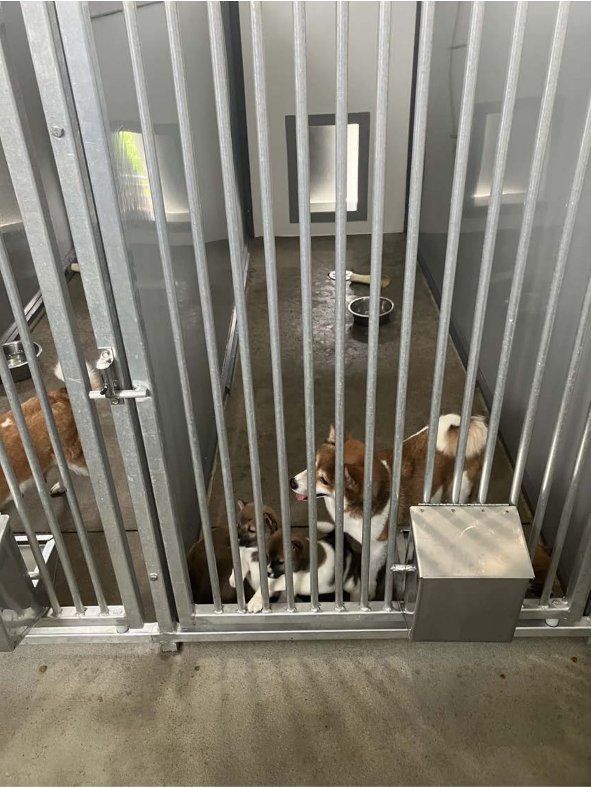 Kennel photograph taken at the Ohio inspection of Aden M Yoder – North View Pets on July 1, 2025, page 2 of the inspection report