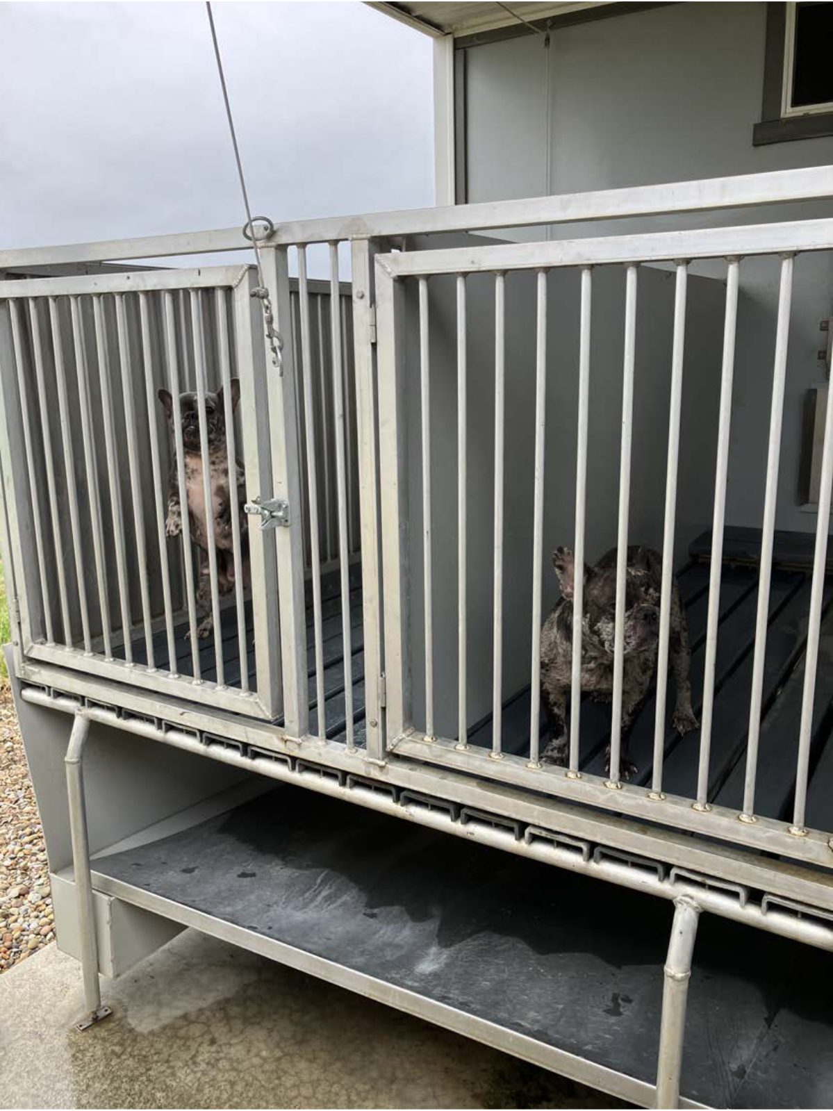 Kennel photograph taken at the Ohio inspection of Wayne A Keim – Millersburg, OH on August 21, 2025, page 2 of the inspection report