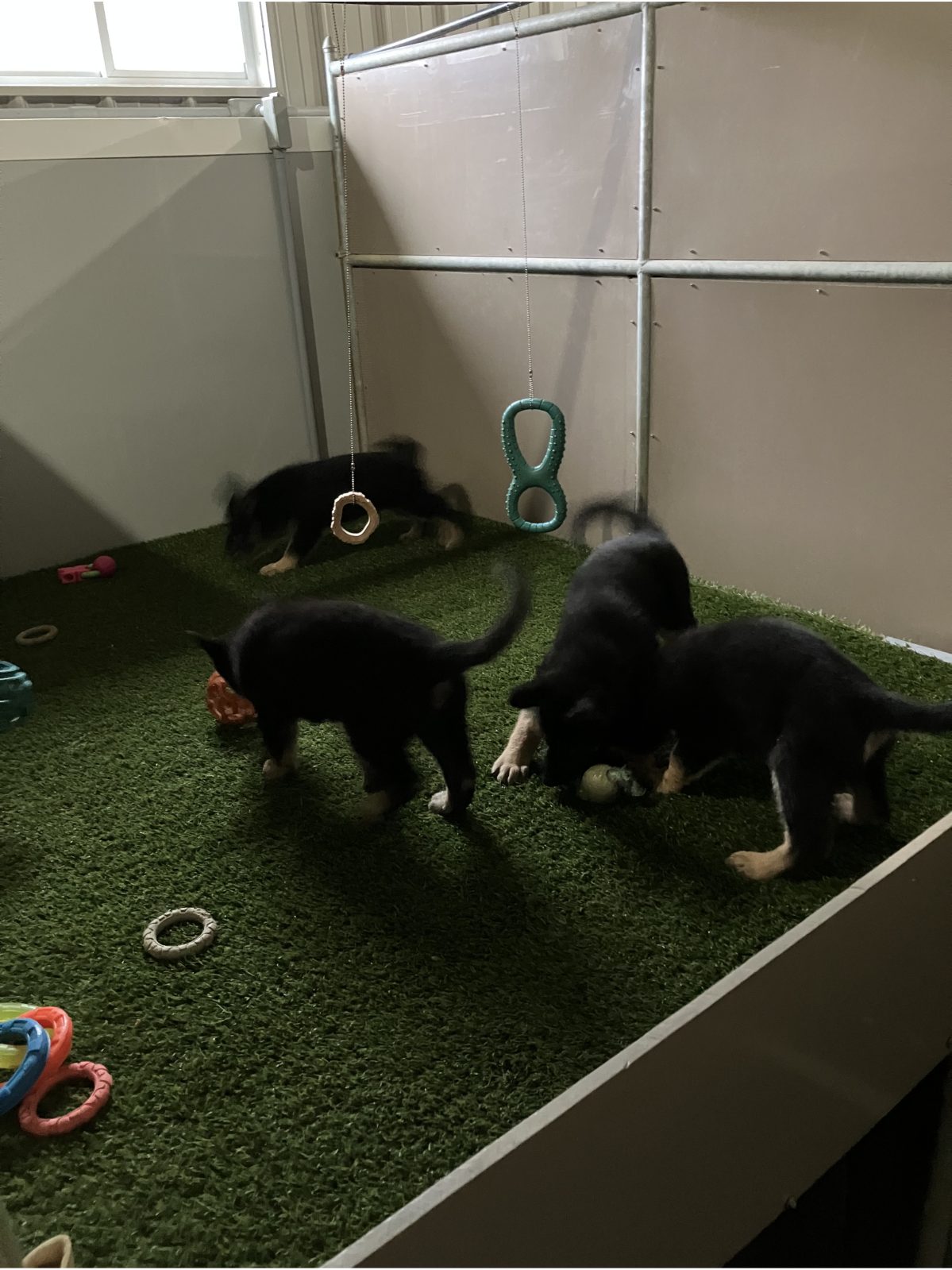 Kennel photograph taken at the Ohio inspection of Eli A Yoder – Yoder Valley Pets on November 25, 2025, page 3 of the inspection report