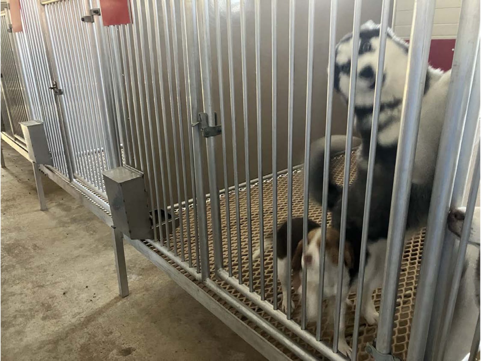 Kennel photograph taken at the Ohio inspection of Susan Miller – Clearfork Companies on February 4, 2025, page 2 of the inspection report