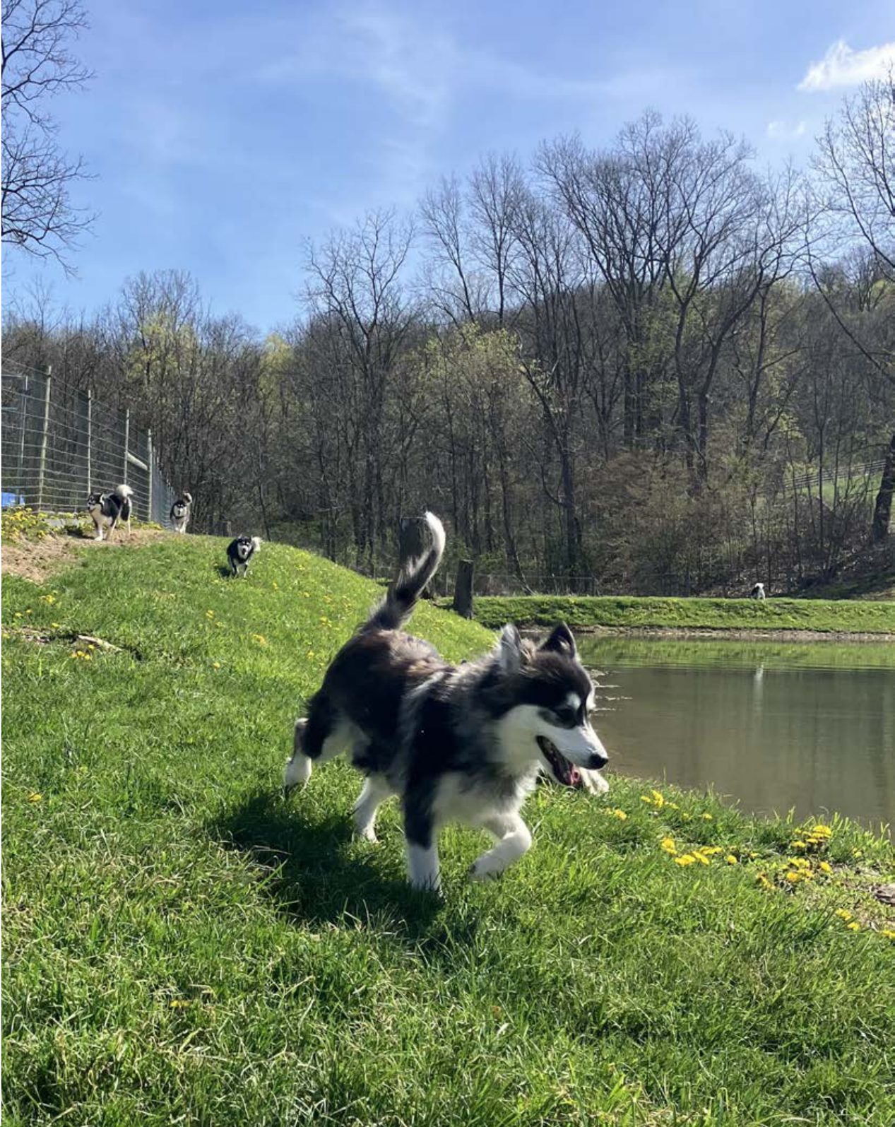 Kennel photograph taken at the Ohio inspection of Daniel J Schlabach – Sunset View Kennels on April 22, 2025, page 3 of the inspection report