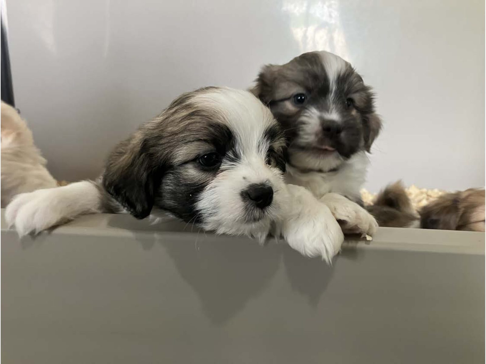 Kennel photograph taken at the Ohio inspection of Abe R Yoder – Hollowside Puppies / Woodside Kennel / Treeline Kennel on April 25, 2025, page 3 of the inspection report