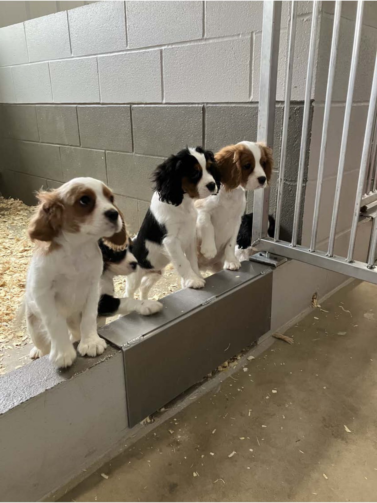Kennel photograph taken at the Ohio inspection of Leroy Zimmerman – Ashland Acres on August 21, 2025, page 3 of the inspection report
