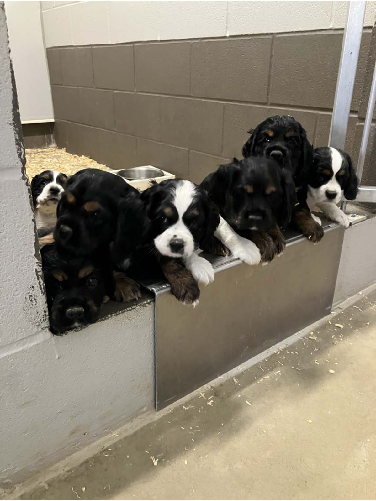 Kennel photograph taken at the Ohio inspection of Leroy Zimmerman – Ashland Acres on August 21, 2025, page 2 of the inspection report